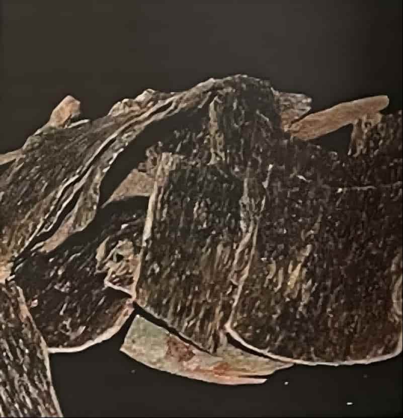 青桂