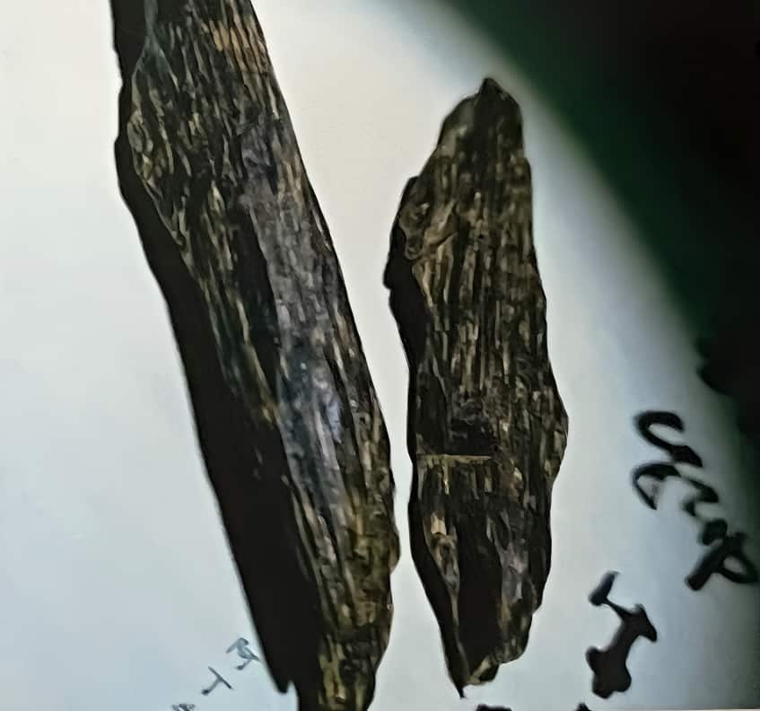 树心格